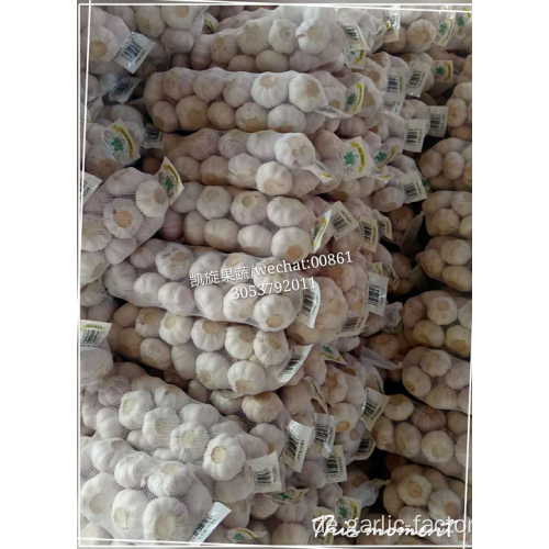 SUPER GARLIC 250G MESH BAG POPULAR